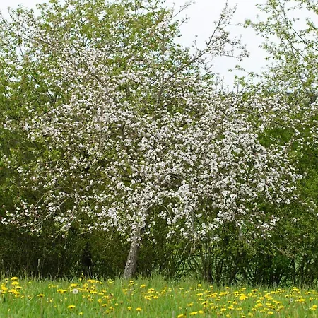 Pferdeparadies Wallengruen Wallengrun