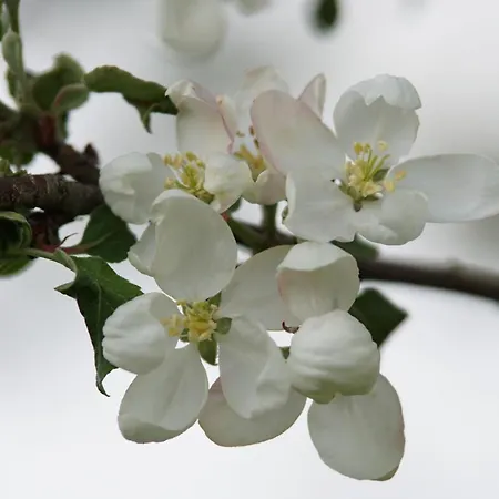 Pferdeparadies Wallengruen Appartamento Wallengrun