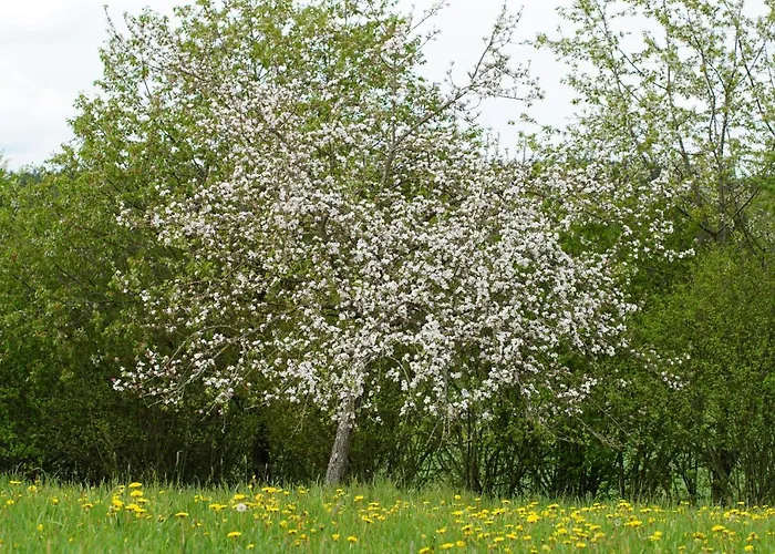 Pferdeparadies Wallengrün Wallengrun