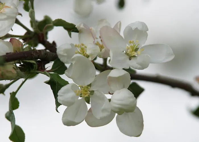 Pferdeparadies Wallengrün Apartment Wallengrun